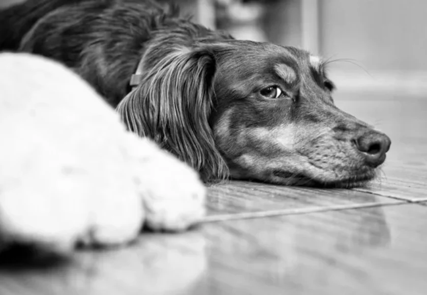 Todo Sobre el Celo en los Perros- ¿También Llegan a la Menopausia?