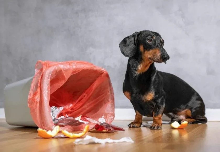 por-que-mi-perro-se-come-la-basura