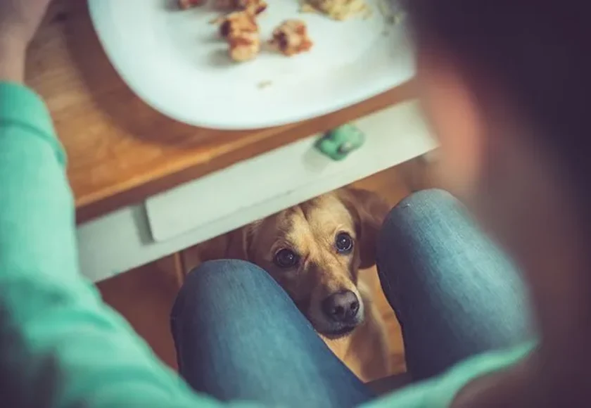 por-que-mi-perro-me-observa-mientras-estoy-comiendo-entendiendo-su-comportamiento
