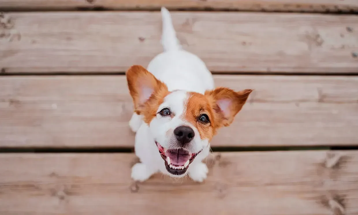 por-que-a-mi-perro-se-le-eriza-el-pelo-con-otros-perros