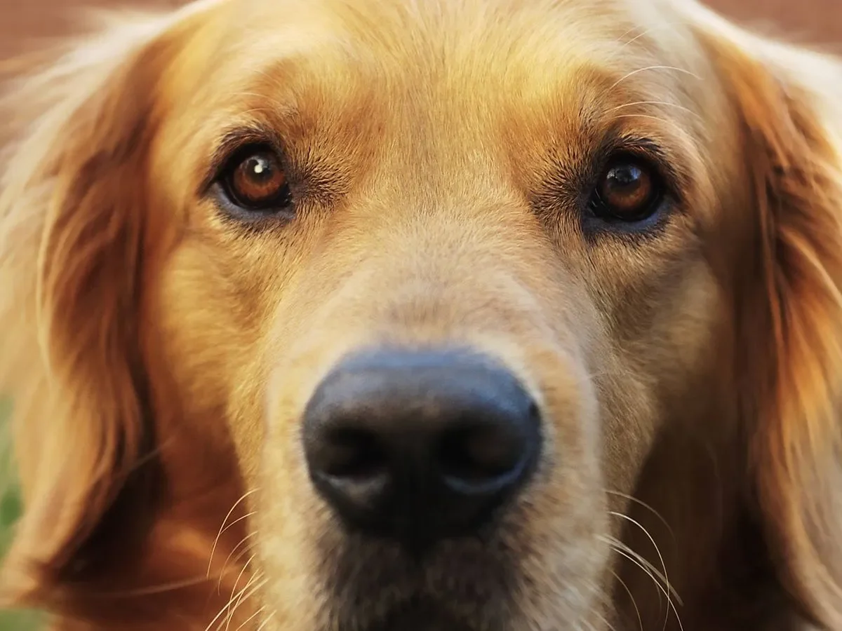 que-colores-ven-los-perros-por-que-los-perciben-asi