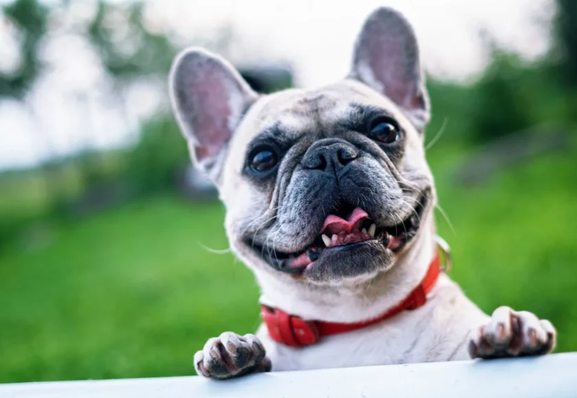 french-bulldog-summer-smile-joy-160846-1920w