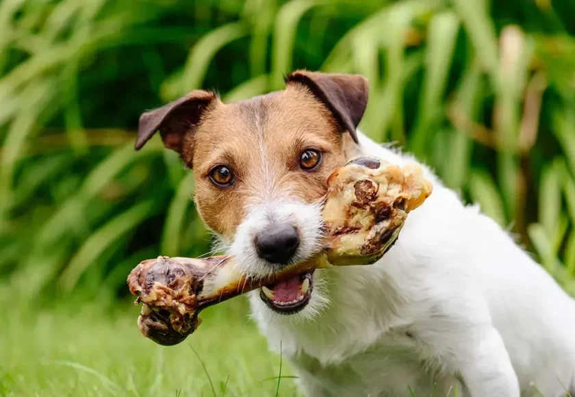 perjudicial-perro-comer-huesos-t.jpg-1920w