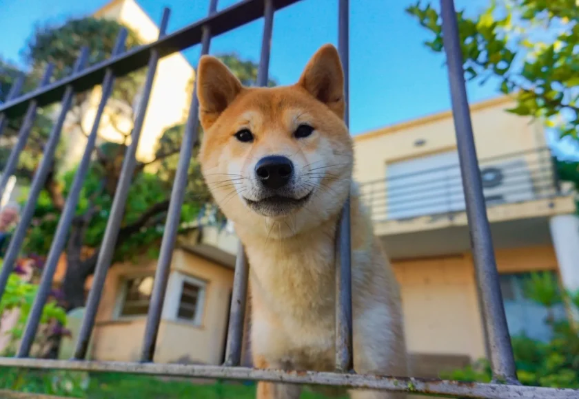 ¿Cómo Evitar que tu Perro Ladre por la Noche?