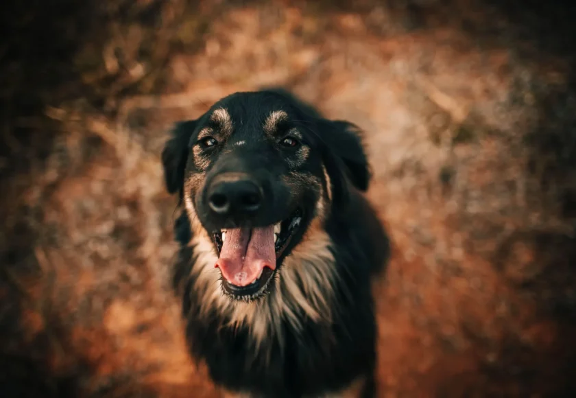 perro-necesita-bozal