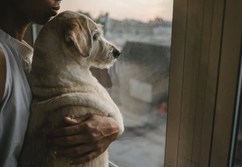 Por qué la Pirotecnia Afecta Tanto a los Perros