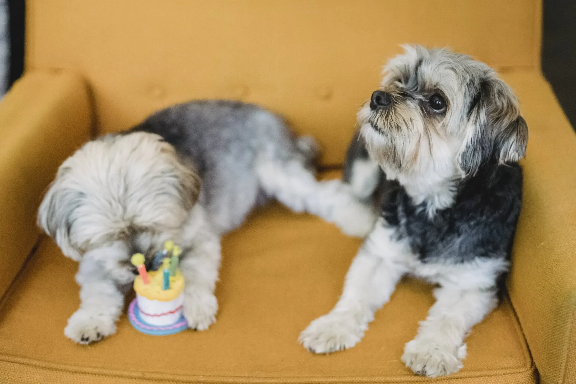 por-que-mi-perro-huele-tan-mal