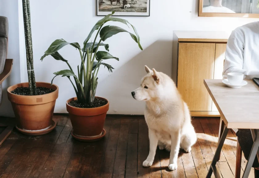 plantas-peligrosas-para-perros