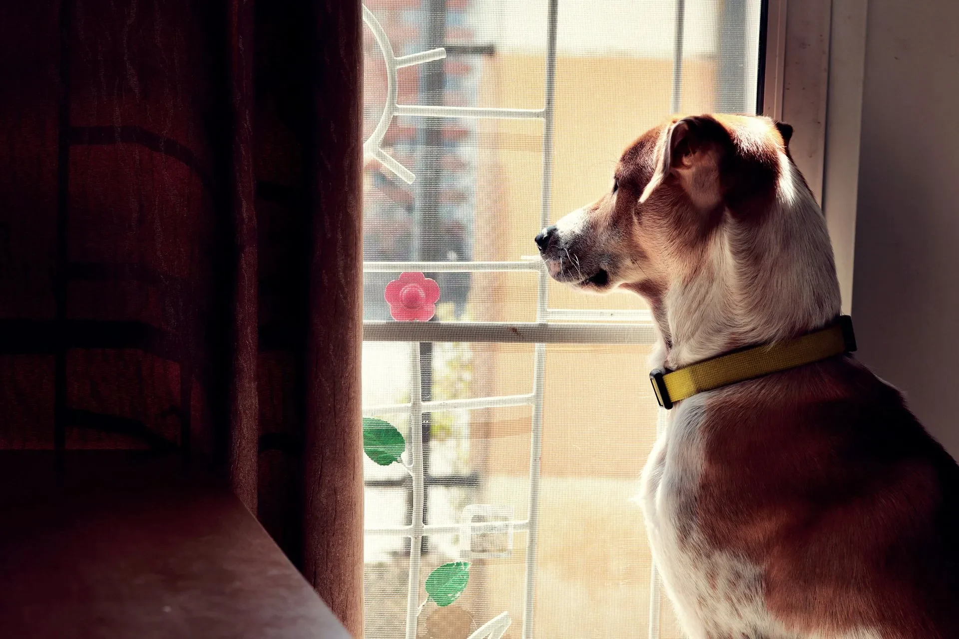 A muchos perros les encanta mirar por la ventana porque les proporciona una gran cantidad de estímulos sensoriales y les permite mantenerse alerta y entretenidos. Los perros son criaturas muy curiosas y están naturalmente interesados en todo lo que sucede a su alrededor, y mirar por la ventana les permite observar el mundo exterior sin tener que salir de casa.    Además, mirar por la ventana también puede proporcionar una sensación de seguridad y comodidad para algunos perros, especialmente aquellos que pueden sentirse un poco ansiosos o inseguros en entornos desconocidos. Al observar el mundo exterior desde la seguridad de su hogar, estos perros pueden sentirse más seguros y confiados.    También es posible que algunos perros miren por la ventana para buscar la atención de sus dueños o para señalar algo que les llame la atención, como la presencia de otros perros, animales salvajes o personas cómo si tu mascota contara con una pensión canina. Algunos perros también pueden ladrar o gruñir cuando ven algo interesante por la ventana, lo que puede ser una forma de comunicarse con sus dueños y hacerles saber que han detectado algo fuera de lo común.    En resumen, mirar por la ventana es una actividad natural y emocionante para muchos perros, que les permite mantenerse alerta, entretenidos y sentirse seguros. Si su perro disfruta mirando por la ventana, es importante proporcionarle un acceso seguro y supervisado para que pueda disfrutar de esta actividad de manera segura. Integrar a tu perro a una guardería canina puede ser una buena idea