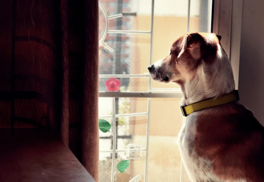 A muchos perros les encanta mirar por la ventana porque les proporciona una gran cantidad de estímulos sensoriales y les permite mantenerse alerta y entretenidos. Los perros son criaturas muy curiosas y están naturalmente interesados en todo lo que sucede a su alrededor, y mirar por la ventana les permite observar el mundo exterior sin tener que salir de casa.    Además, mirar por la ventana también puede proporcionar una sensación de seguridad y comodidad para algunos perros, especialmente aquellos que pueden sentirse un poco ansiosos o inseguros en entornos desconocidos. Al observar el mundo exterior desde la seguridad de su hogar, estos perros pueden sentirse más seguros y confiados.    También es posible que algunos perros miren por la ventana para buscar la atención de sus dueños o para señalar algo que les llame la atención, como la presencia de otros perros, animales salvajes o personas cómo si tu mascota contara con una pensión canina. Algunos perros también pueden ladrar o gruñir cuando ven algo interesante por la ventana, lo que puede ser una forma de comunicarse con sus dueños y hacerles saber que han detectado algo fuera de lo común.    En resumen, mirar por la ventana es una actividad natural y emocionante para muchos perros, que les permite mantenerse alerta, entretenidos y sentirse seguros. Si su perro disfruta mirando por la ventana, es importante proporcionarle un acceso seguro y supervisado para que pueda disfrutar de esta actividad de manera segura. Integrar a tu perro a una guardería canina puede ser una buena idea