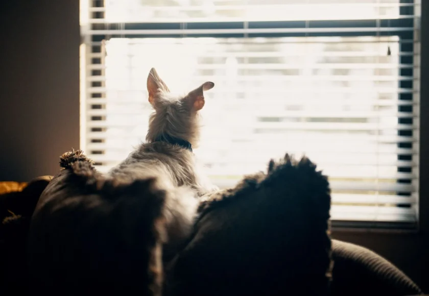 prevenir-ansiedad-separacion-perros