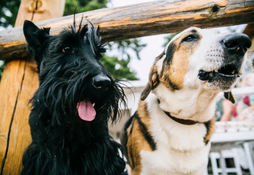 presentar-perros-calle