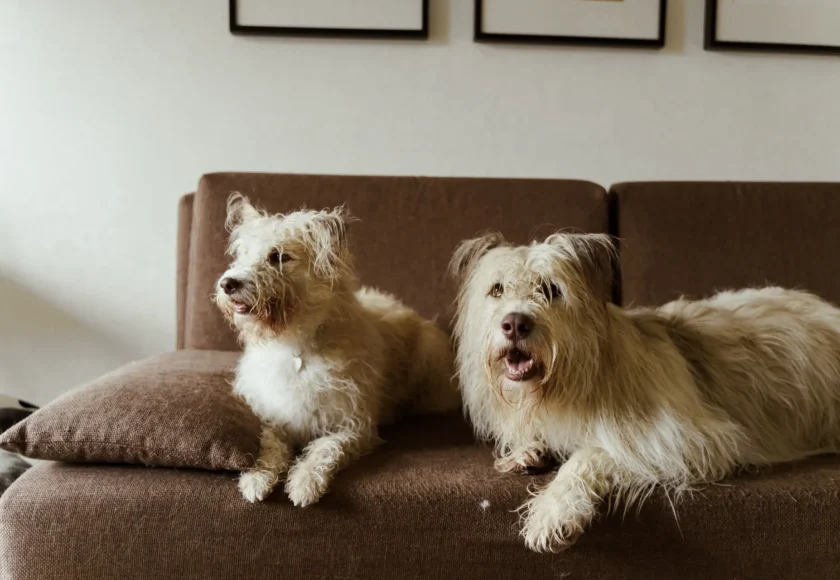 preguntas-antes-de-tener-un-perro