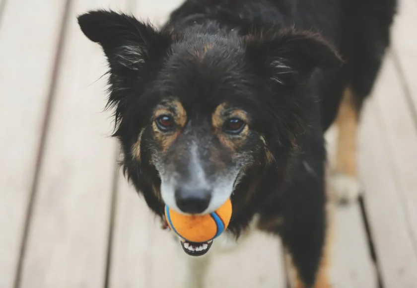 perro-masticar-cosas