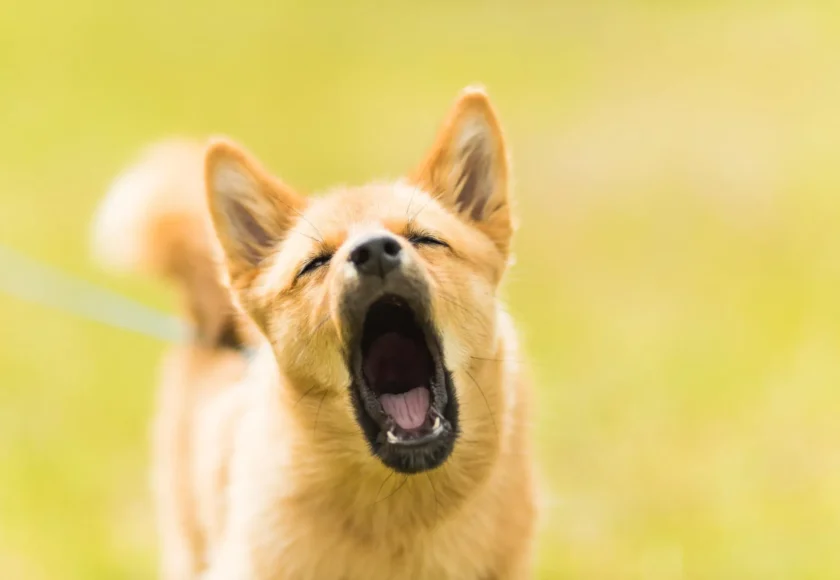 Cómo Enseñarle a tu Perro la Orden de Dejar de Ladrar