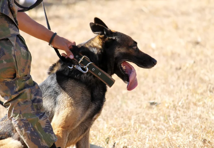 ¿Qué Trabajos Tienen los Perros Policía?