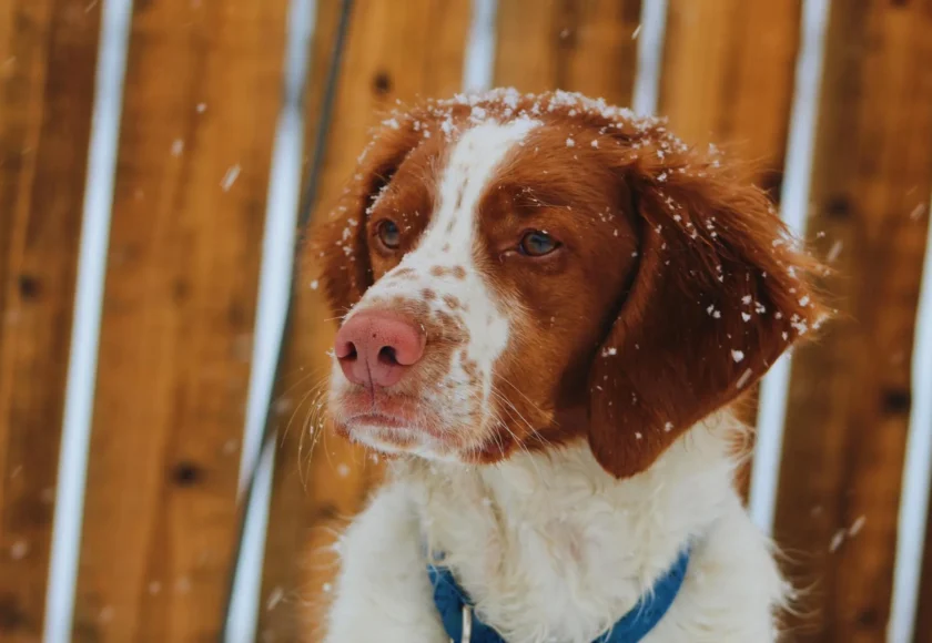 Cuidar perros en el frío