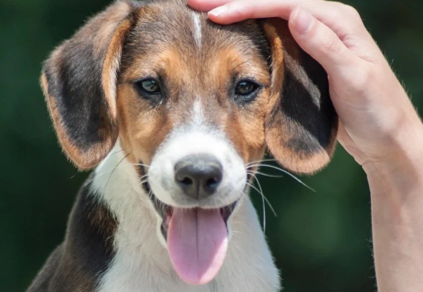 perros-lamen-personas