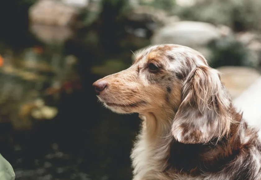 photo-1575876963212-a924f17fa3fe-1920w