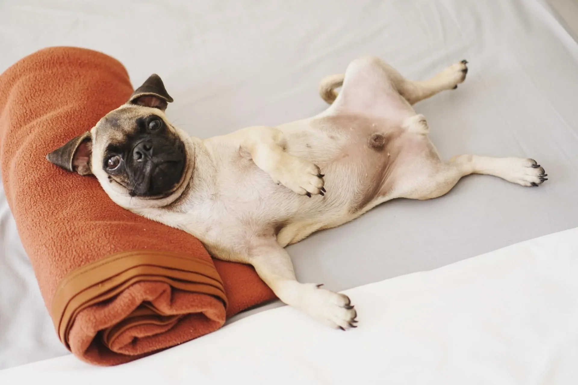 pulgas-garrapatas-perro