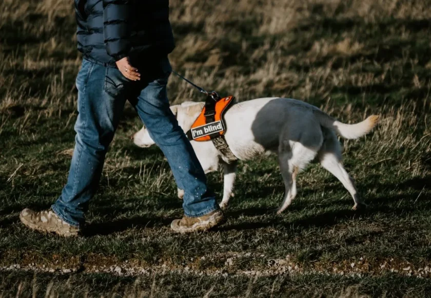 ¿Los Perros de Servicio Tienen que Estar Registrados?