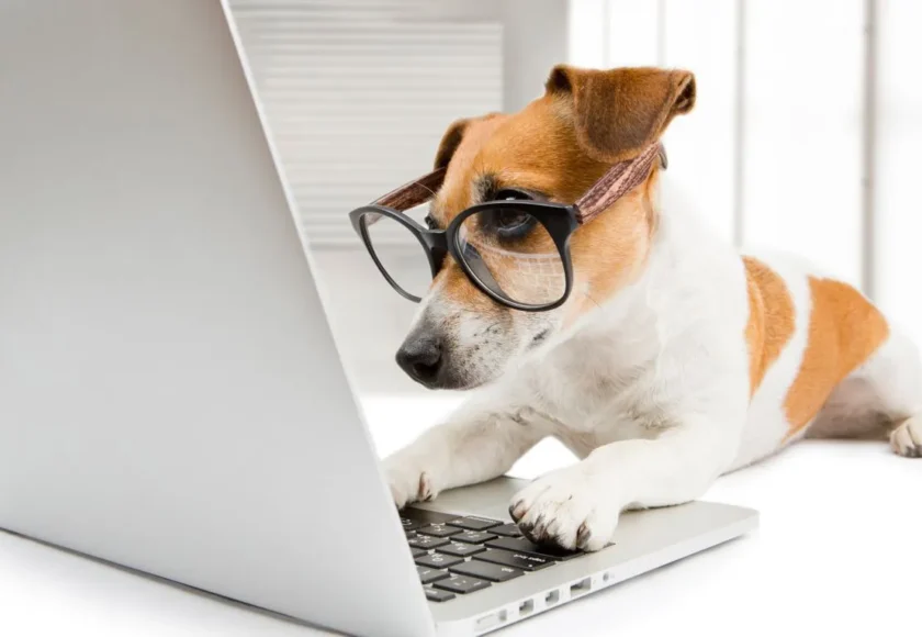 perros-famosos-de-tiktok