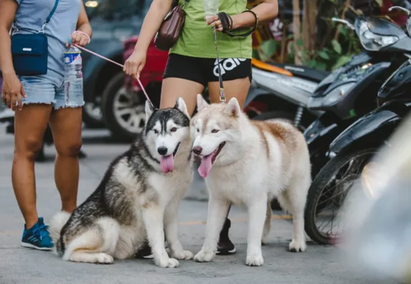 ¿CURP para Perros Ya Existe y Así Puedes Sacarla