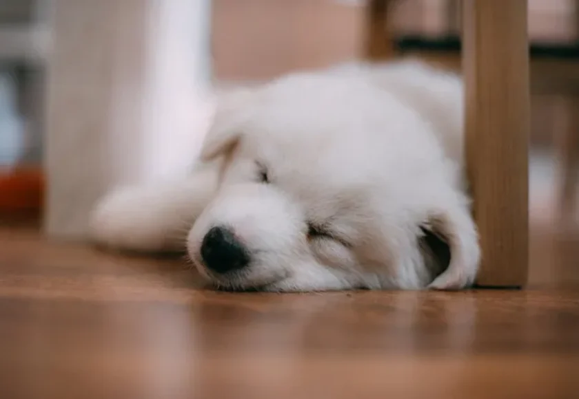 ¿Cómo Hacer que tu Cachorro Duerma Toda la Noche?