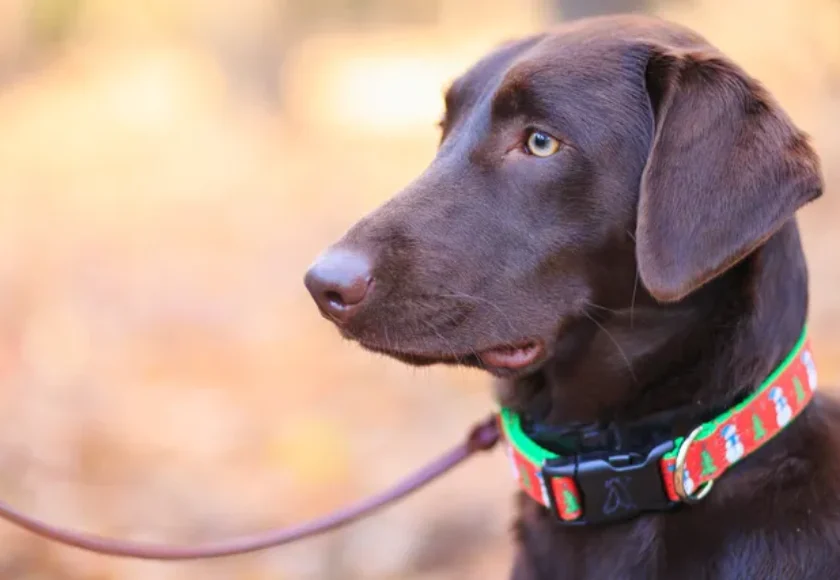 ¿Cuál es el Mejor Collar de Adiestramiento para Perros?