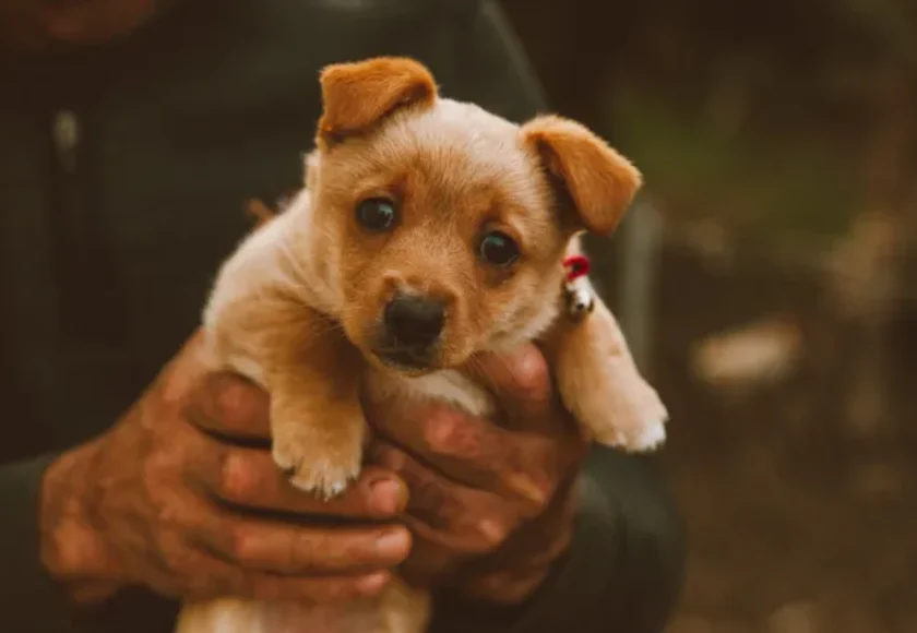 ¿El CBD También Funciona en los Perros?