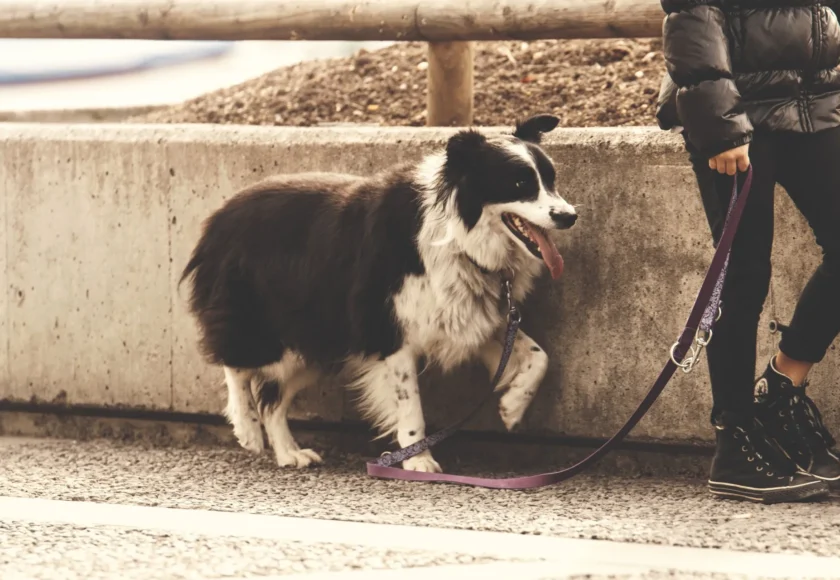 ¿Qué es el Adiestramiento Canino en Positivo y Por Qué es Recomendable?