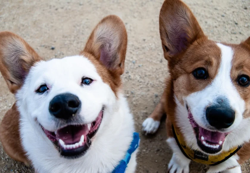 ¿Qué es el adiestramiento canino?