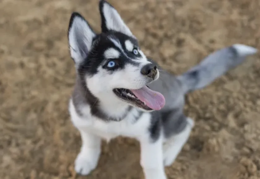 4 Tips para Entrenar a tu Perro con Premios