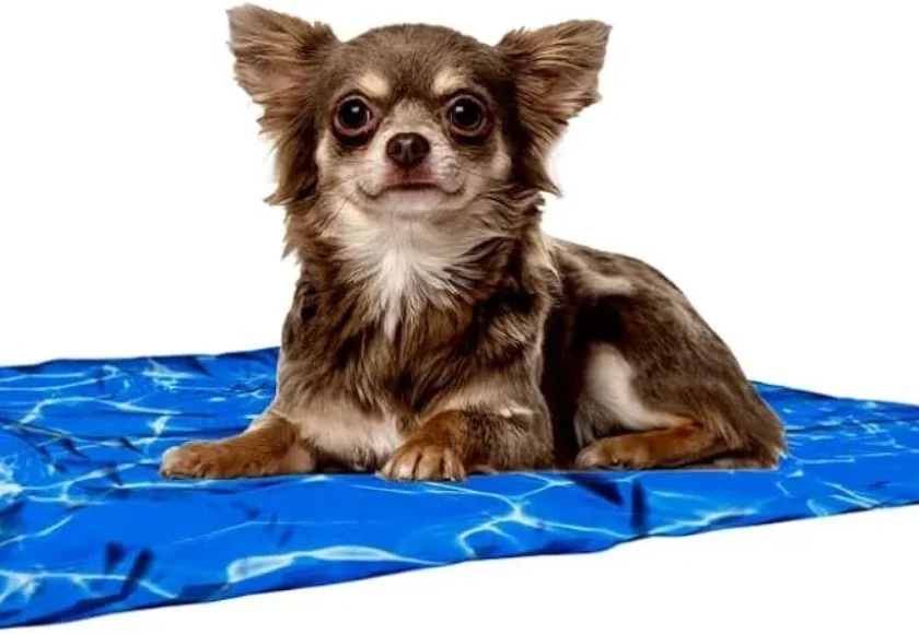 tapetes-refrescantes-para-perros-guia-para-elegir-los-mejores