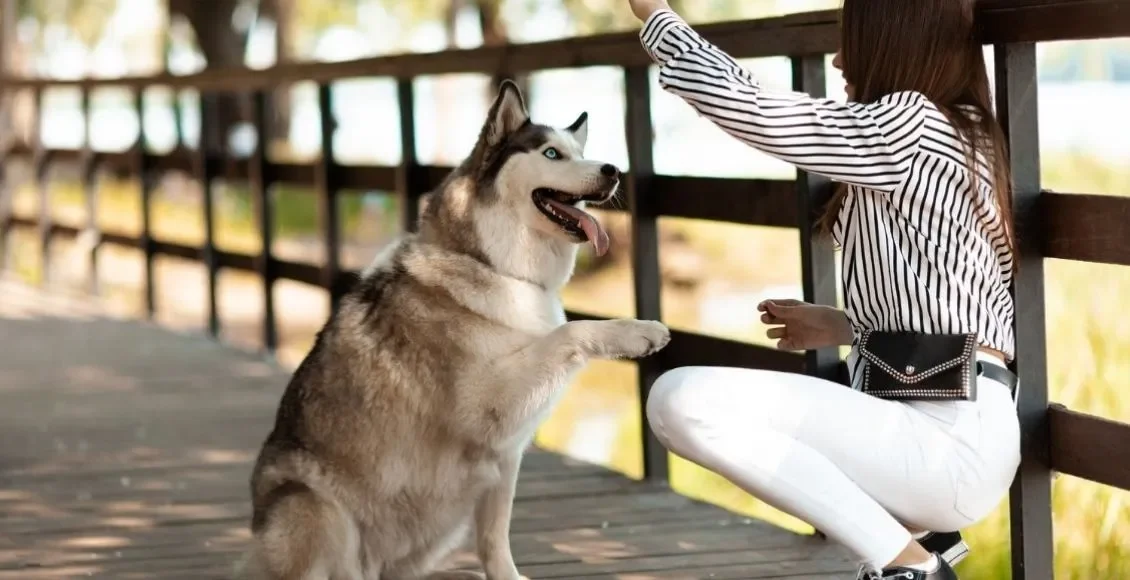 7-tecnicas-unicas-para-entrenar-a-tu-perro-3512-mainImage-0-1920w