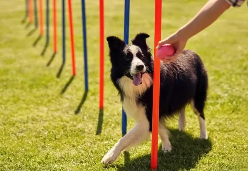 guia-practica-de-entrenamiento-a-domicilio-para-perros-abordar-problemas-de-comportamiento-1920w
