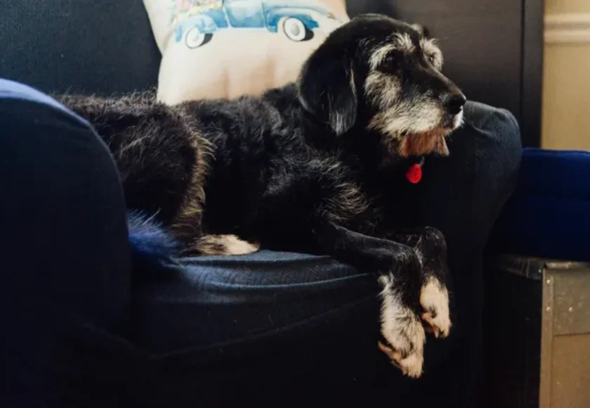 Aprende a Cuidar a tu Perro Viejito