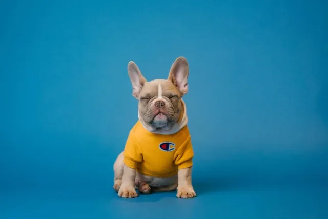 Cinco Curiosidades de los Perros de Raza Pequeña