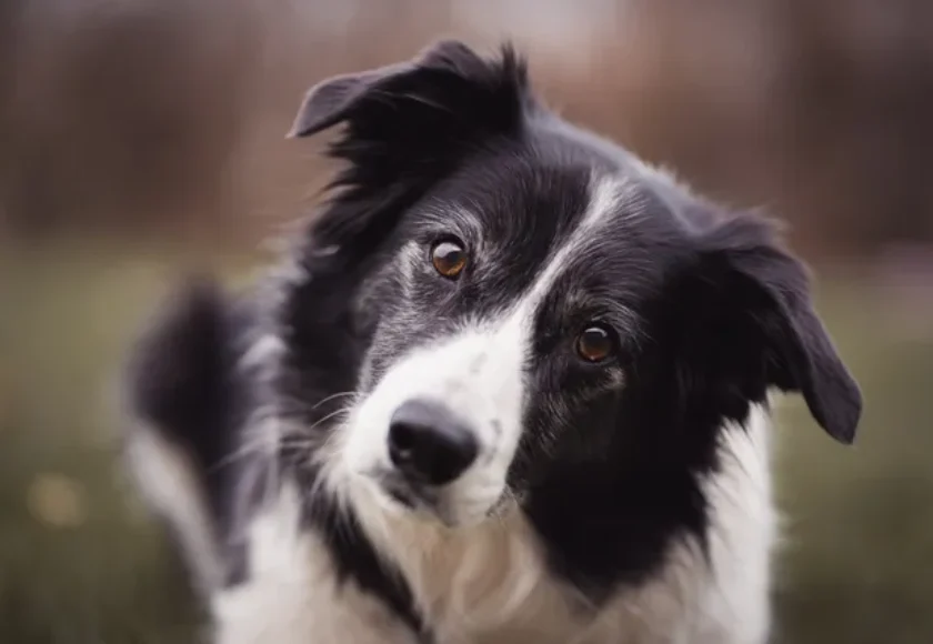Cómo Enseñarle a mi Perro a “ir a su Lugar”