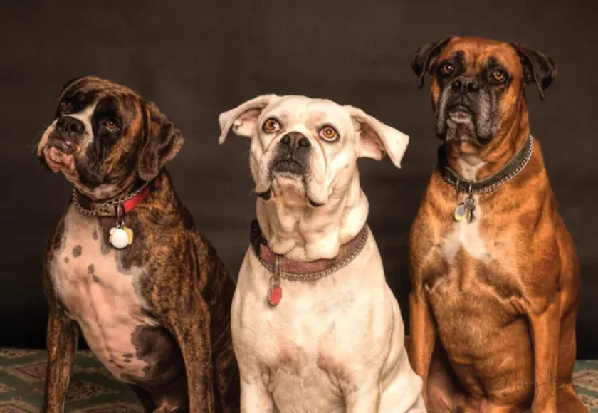 Dieta BARF para Perros- ¿Realmente es Buena?