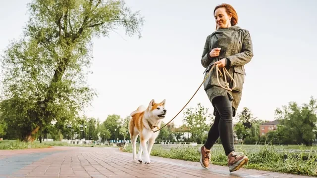 Errores comunes al usar la correa con tu perro y cómo evitarlos