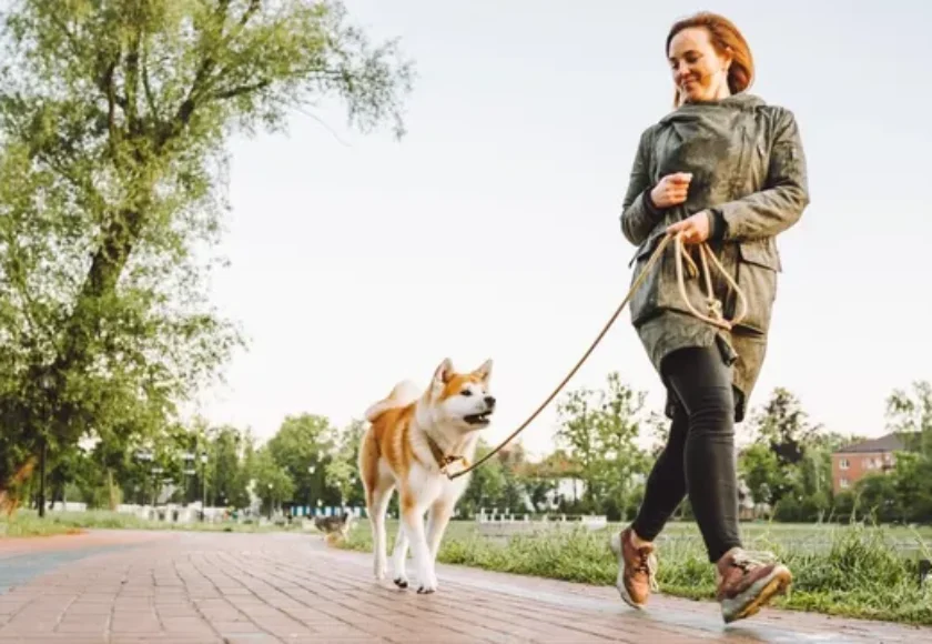 Errores comunes al usar la correa con tu perro y cómo evitarlos