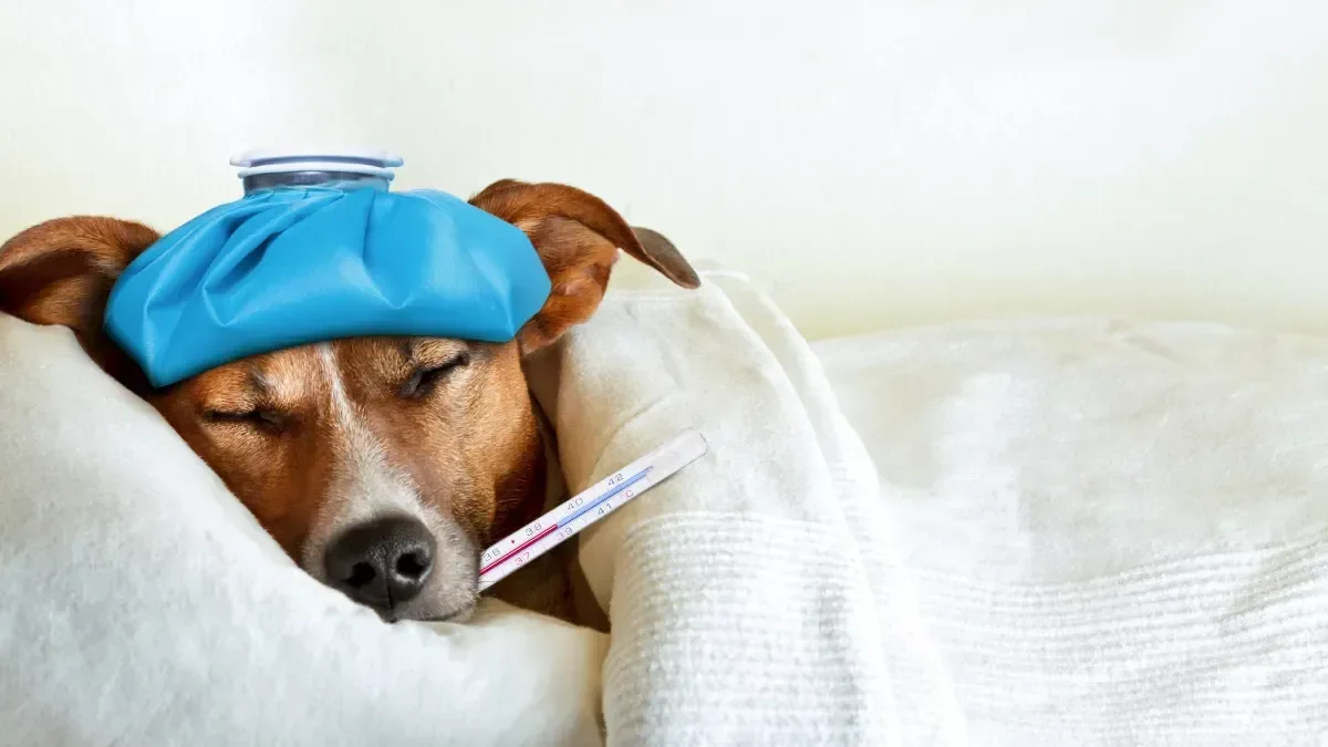 todo-sobre-la-influenza-canina