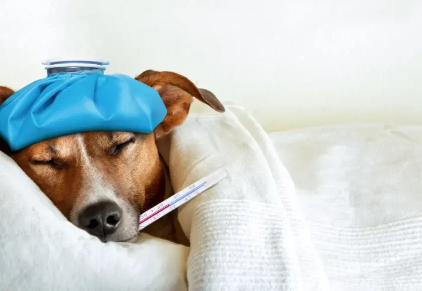 todo-sobre-la-influenza-canina