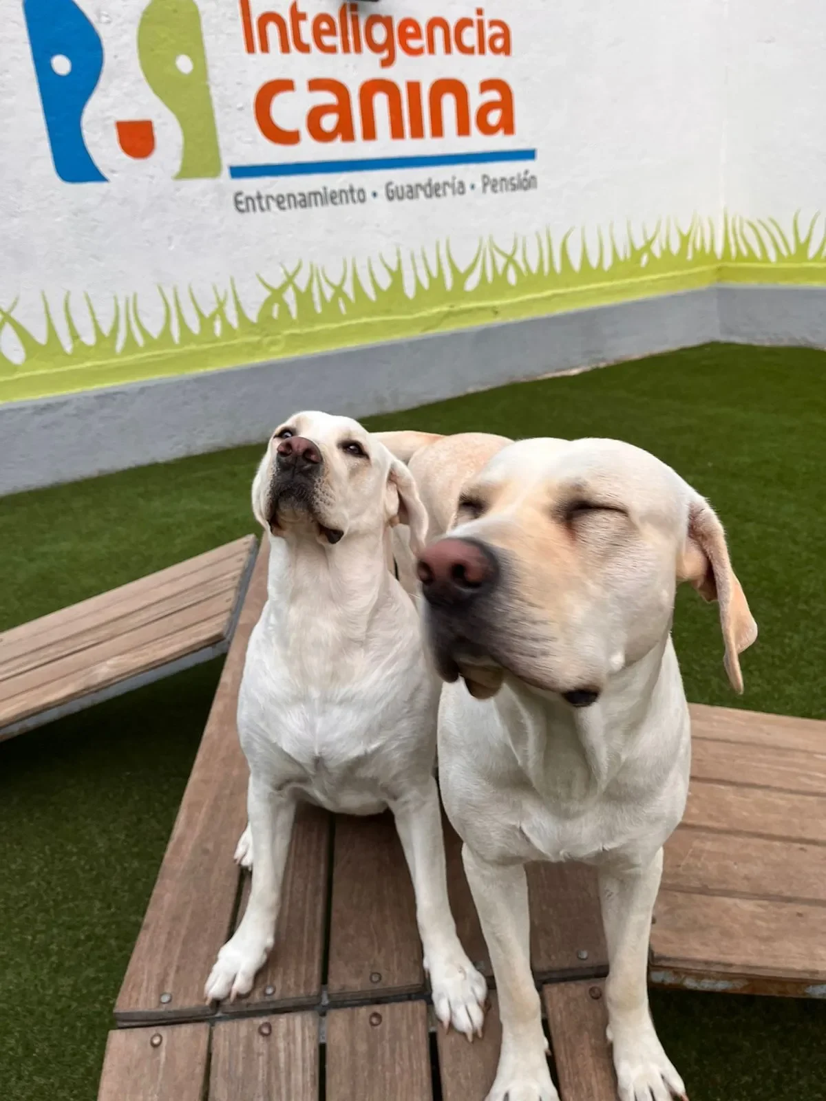 Gran+Sur+Obediencia+Canina+2-1920w