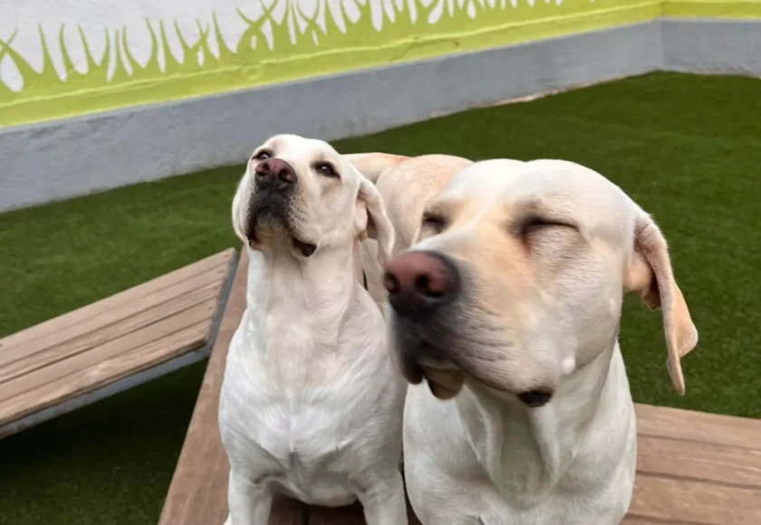 Gran+Sur+Obediencia+Canina+2-1920w