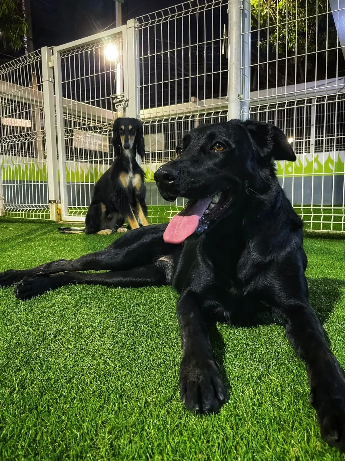 Gran+Sur+Obediencia+Canina+3-1920w