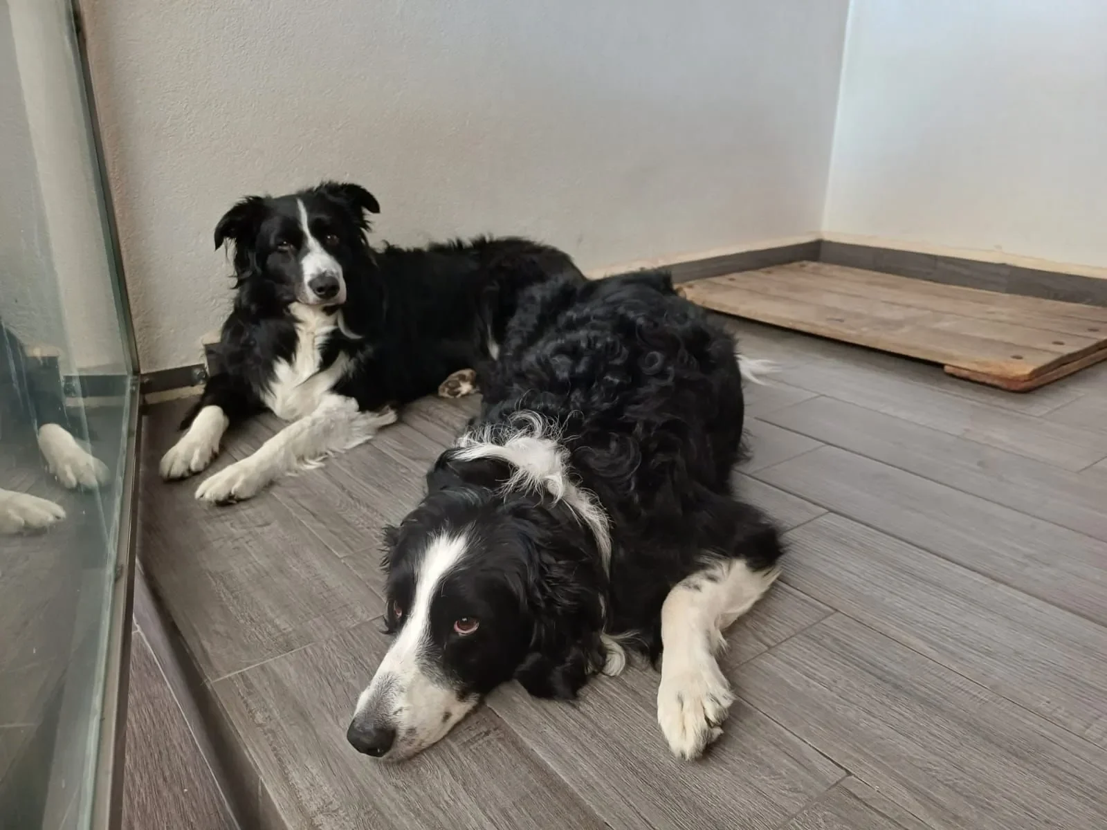 Gran+Sur+Obediencia+Canina+4-1920w