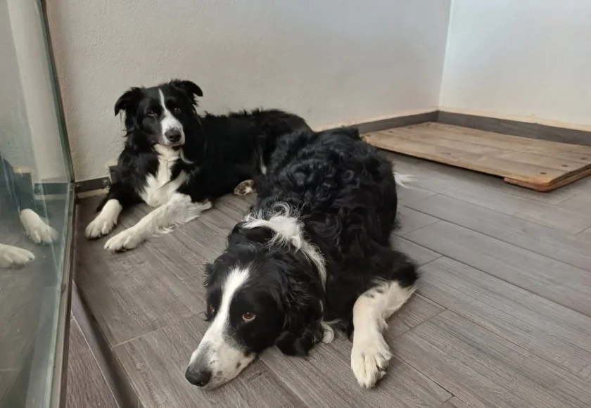 Gran+Sur+Obediencia+Canina+4-1920w