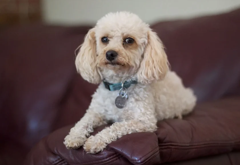 My_cousin-s_poodle_is_perched_and_not_knowing_what_to_make_of_me._(5898350017)-1920w